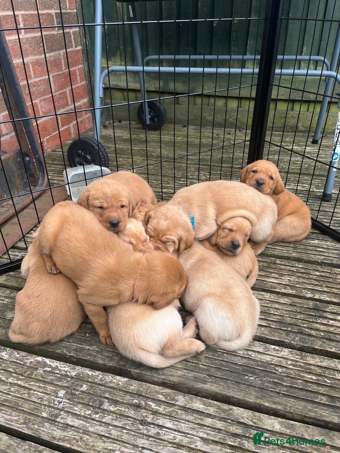 Labrador Retriever dogs for sale: Fox Red / yellow Labrador puppies for sale - Image 3