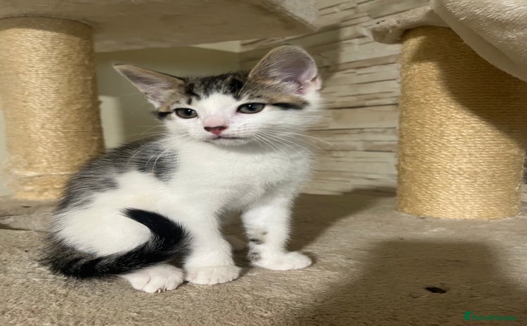 Mixed Breed cats - Advert 12