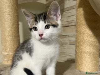 Mixed Breed cats - Advert 11