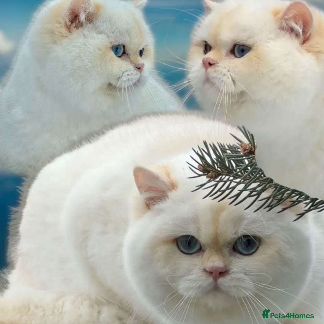 British Shorthair cats for sale: Vlastar Lux Nathan - BLH Black Golden Ticked Tabby - Advert 5