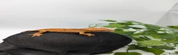 Gecko reptiles for sale: Mixed Morph Crested Gecko - Advert 6