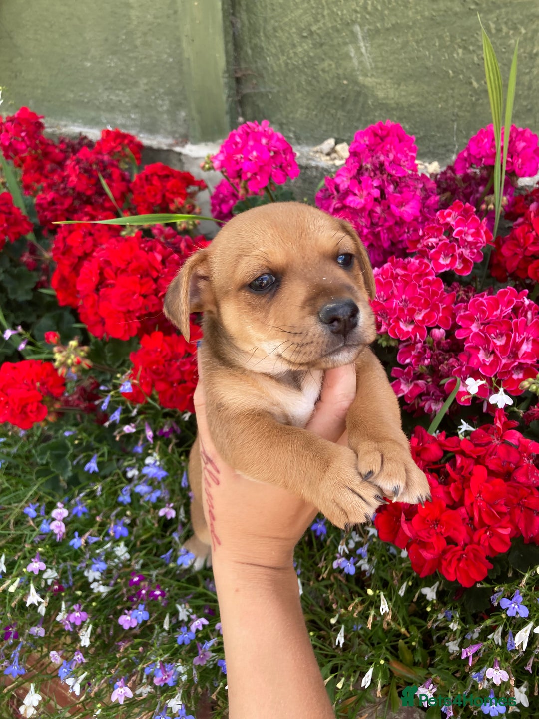 Jack Russell dogs for sale: jack russell boys - Image 4