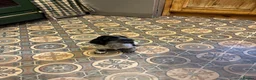 Cocker Spaniel dogs for sale: Show Cocker Spaniel Pups - Advert 9