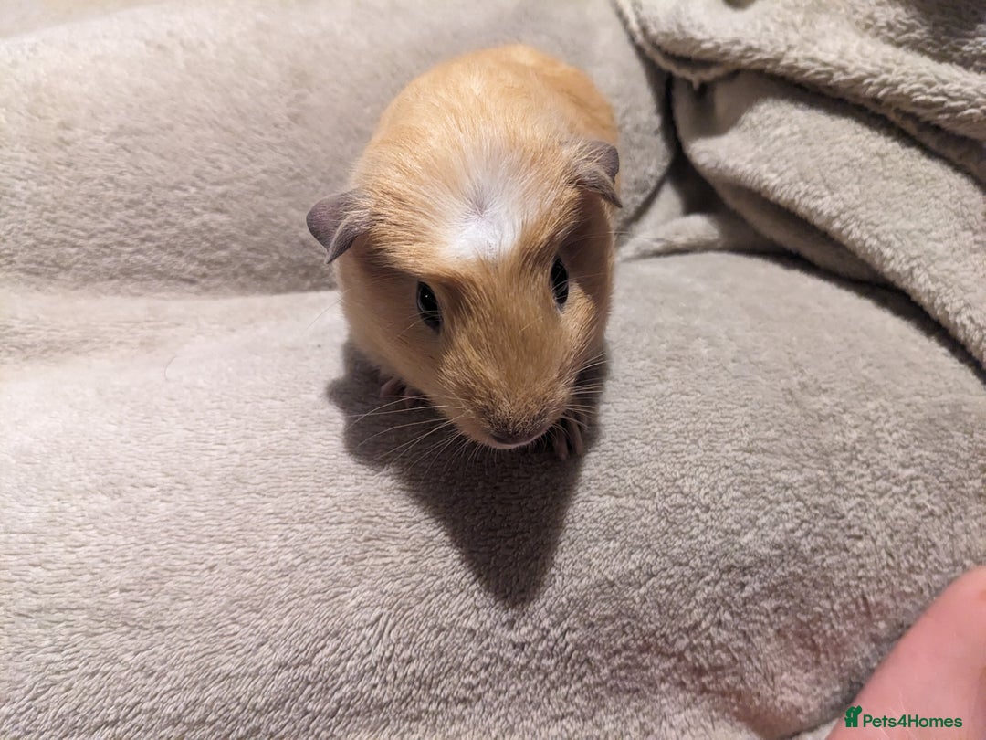 Guinea Pig rodents for sale: Baby guinea pigs  - Advert 3