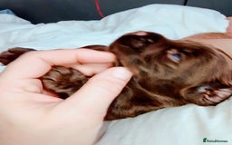 Cockapoo dogs for sale: F2 cockapoos  - Image 18