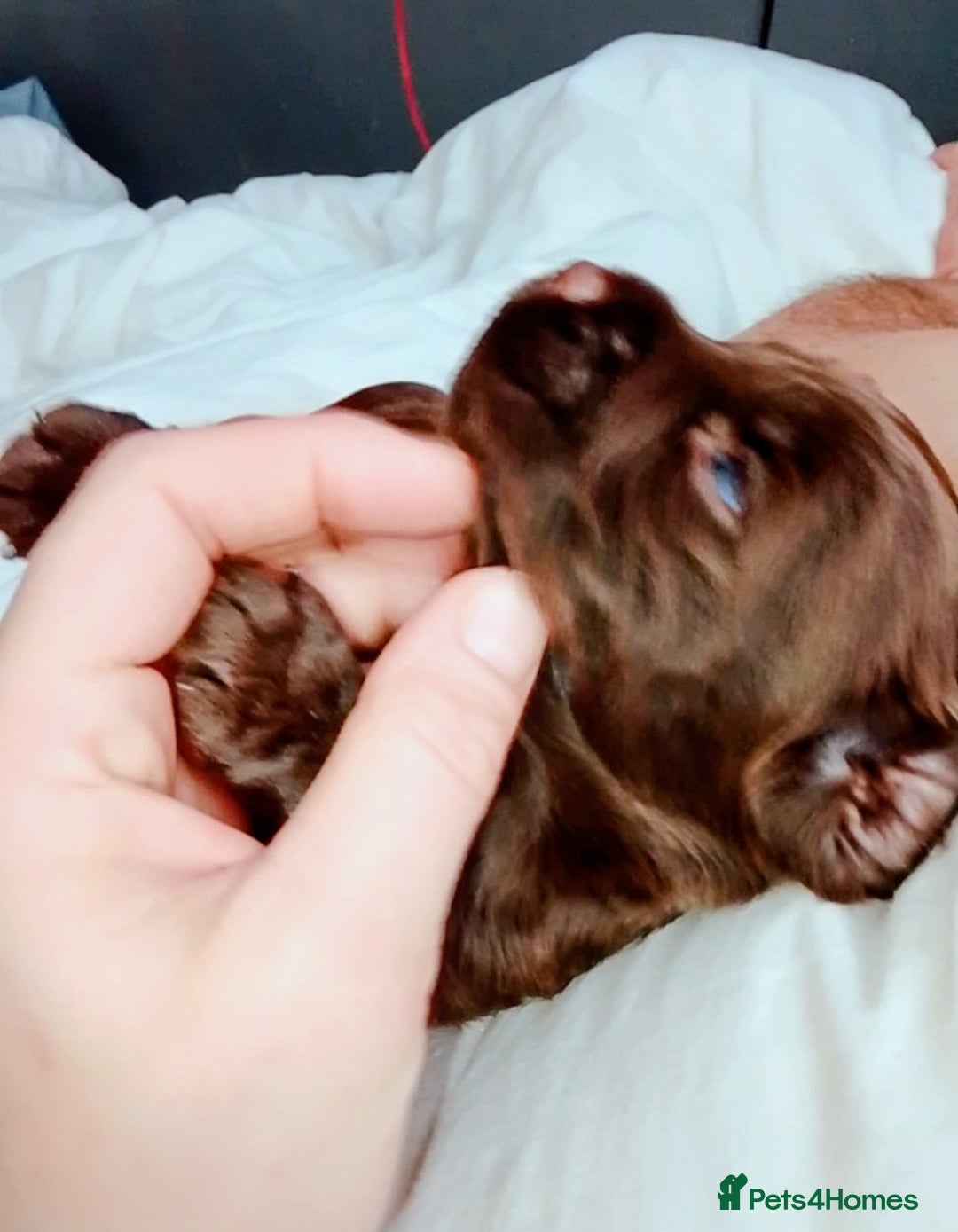 Cockapoo dogs for sale: F2 cockapoos  - Image 18