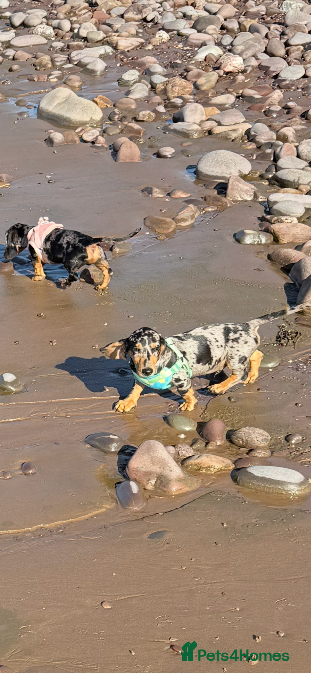 Miniature Dachshund dogs for sale: Male Silver Dapple Miniature Dachshund's  - Image 8