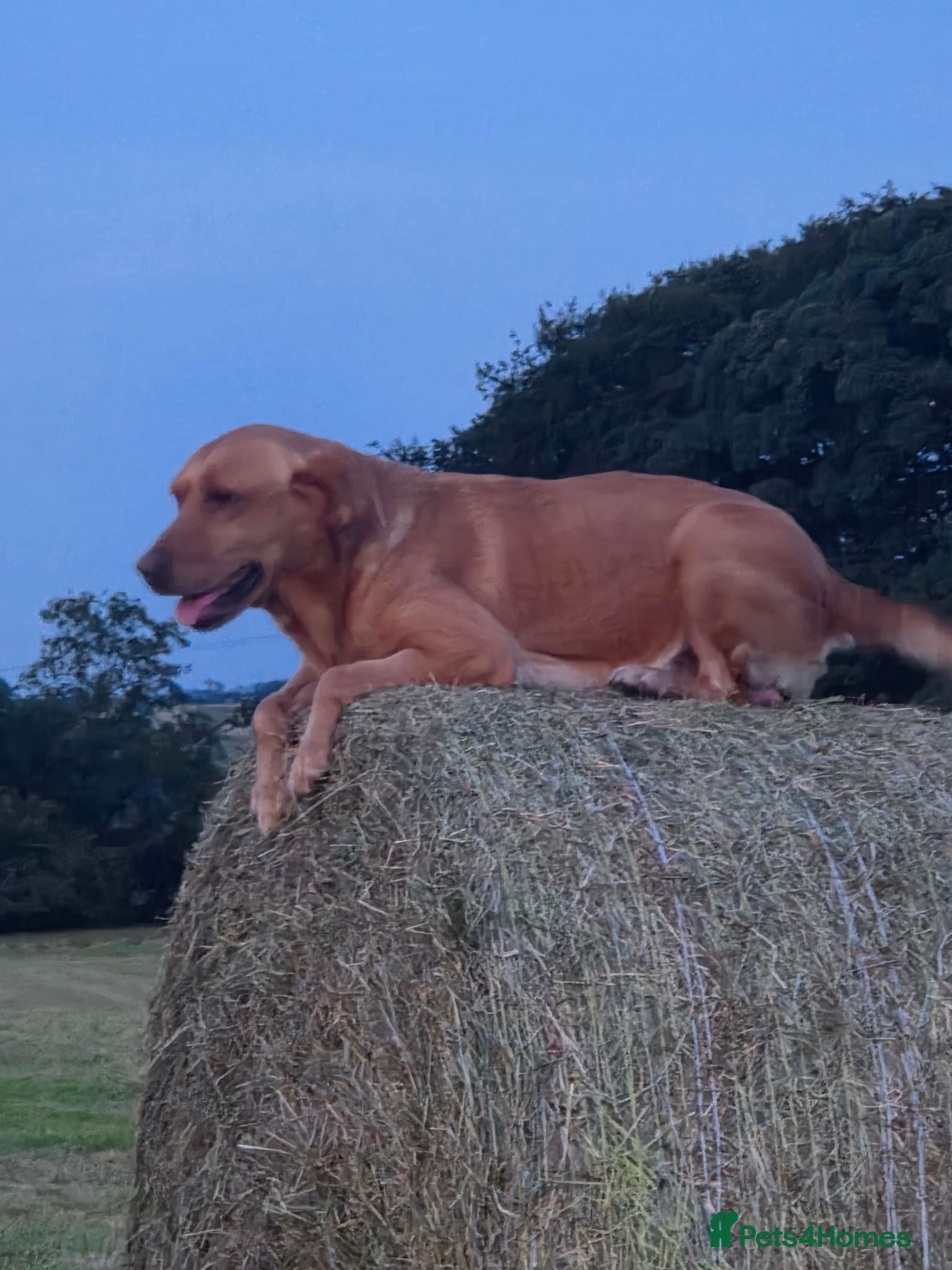 Springador dogs Beautiful springadors for sale - Advert 15
