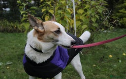 Mixed Breed dogs for adoption: 💖🐶 ALAYA 🐶💖 - Image 24