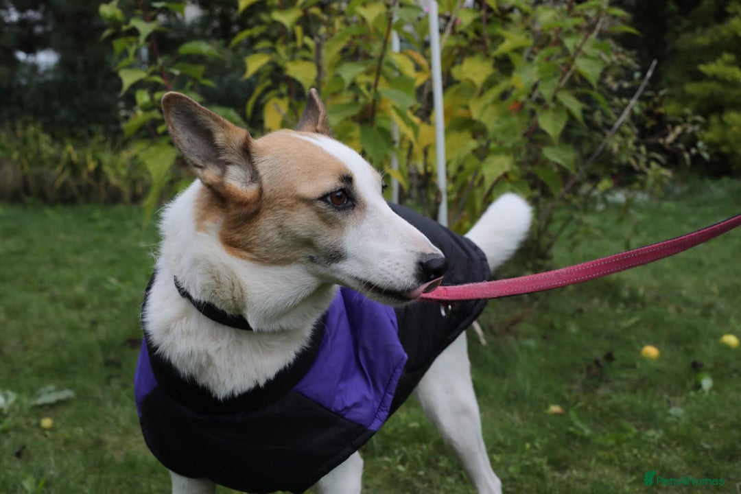 Mixed Breed dogs for adoption: 💖🐶 ALAYA 🐶💖 - Image 24