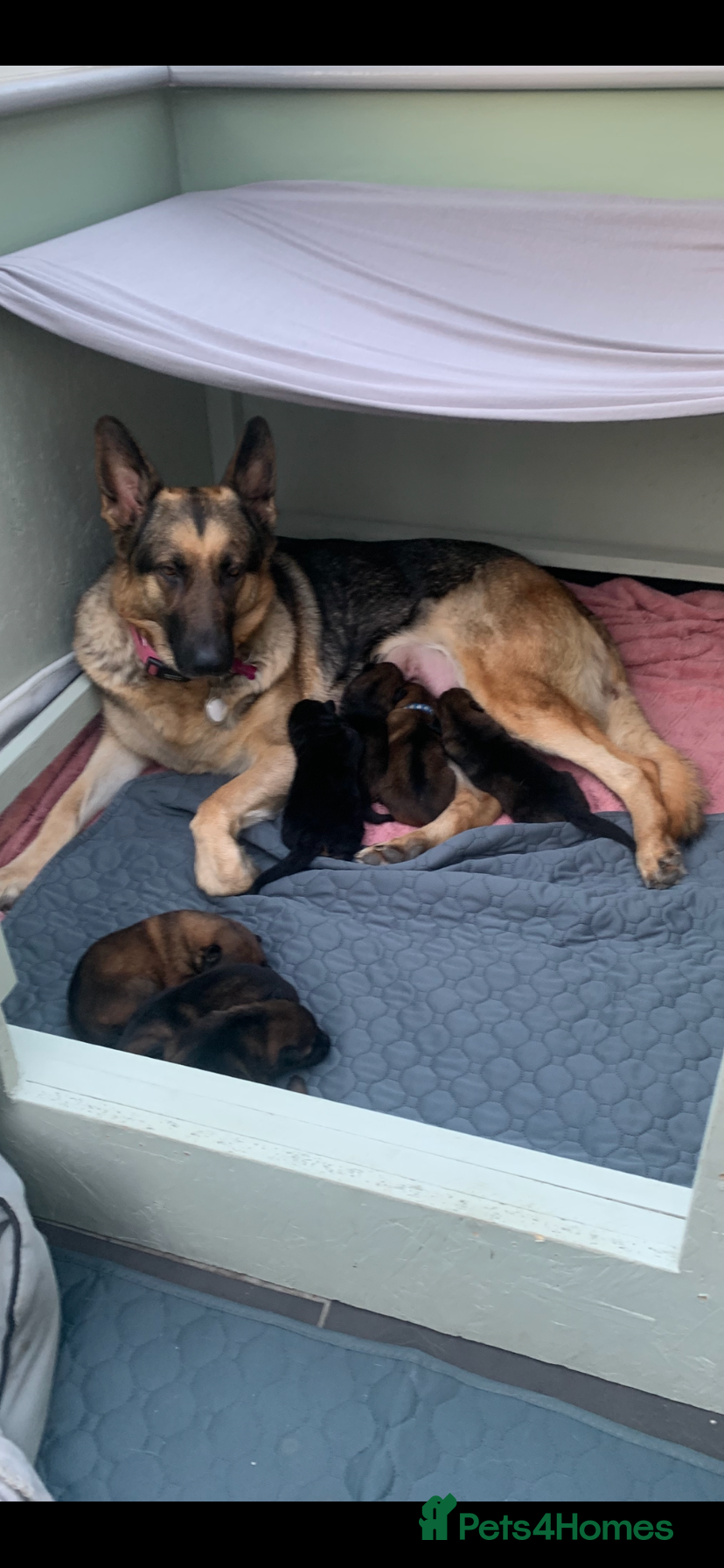 German Shepherd dogs German Shepherd puppies - Advert 15