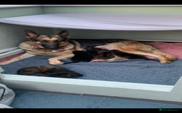 German Shepherd dogs for sale: German Shepherd puppies - Advert 1