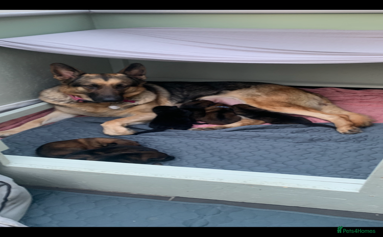 German Shepherd dogs German Shepherd puppies - Advert 2