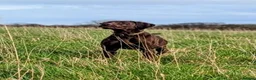 German Shorthaired Pointer dogs for sale: Fantastic KC registered Solid working GSP's. - Advert 10