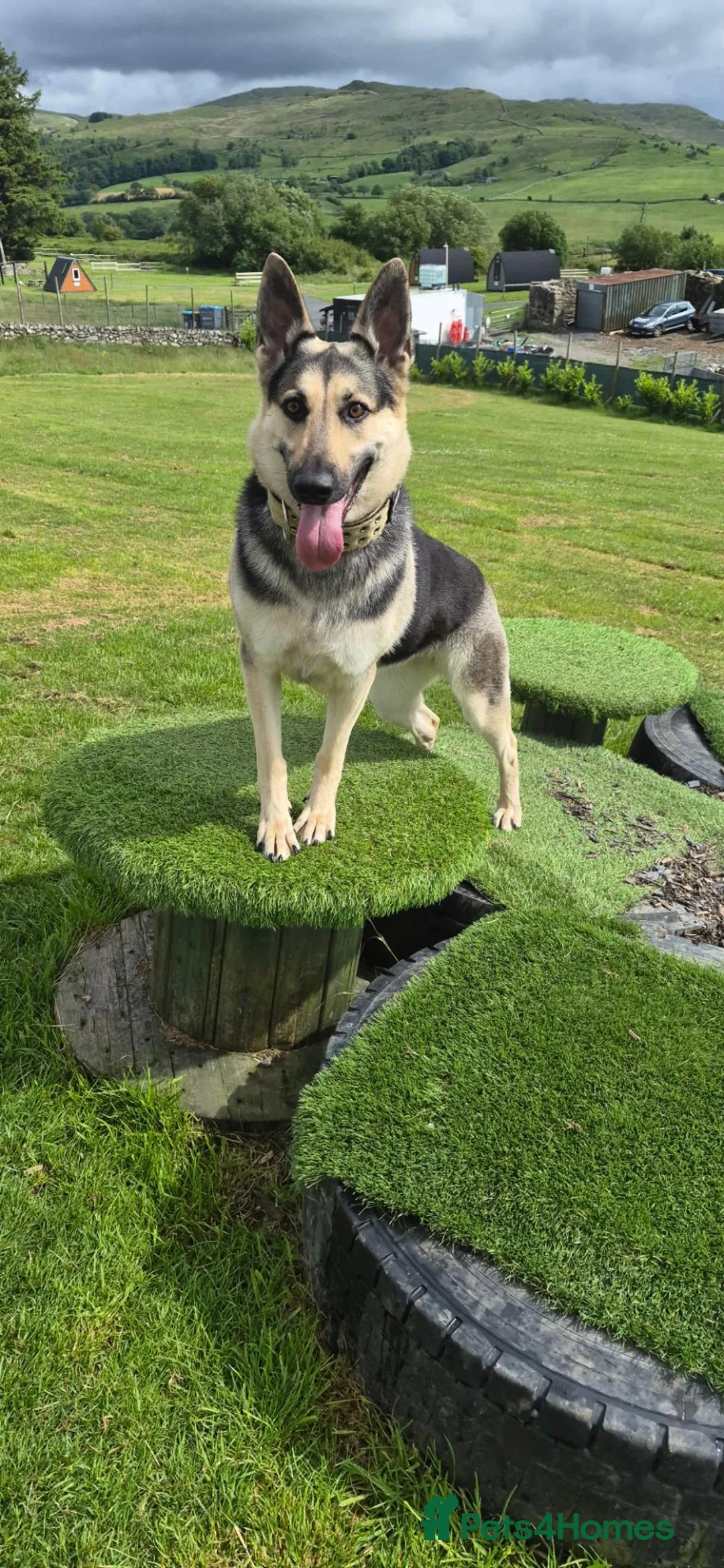 German Shepherd dogs for sale: East European Shepherd  in Porthmadog - Advert 6