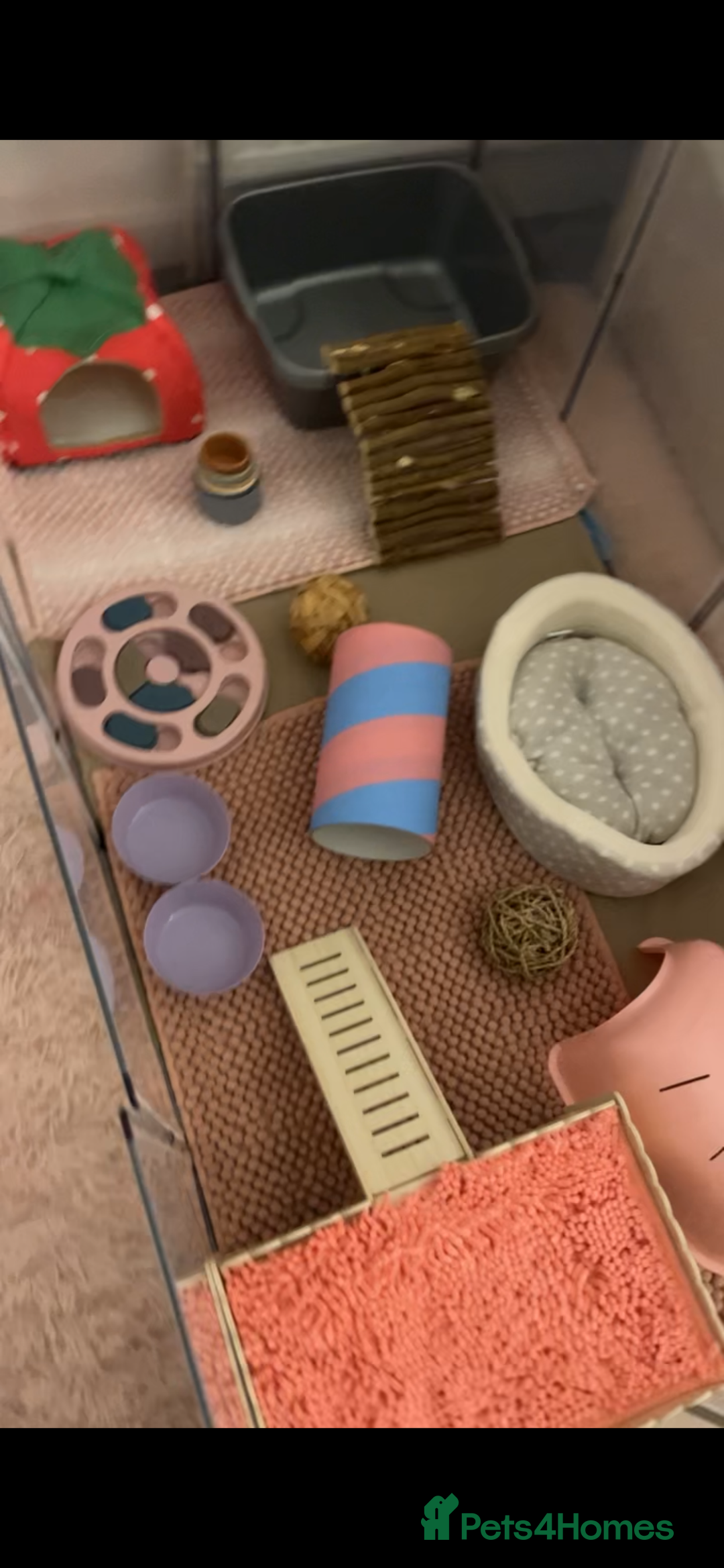 Guinea Pig rodents for sale: Female guinea pigs and bundle  - Advert 8