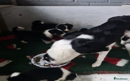 Border Collie dogs for sale: Border collie puppies  - Image 11