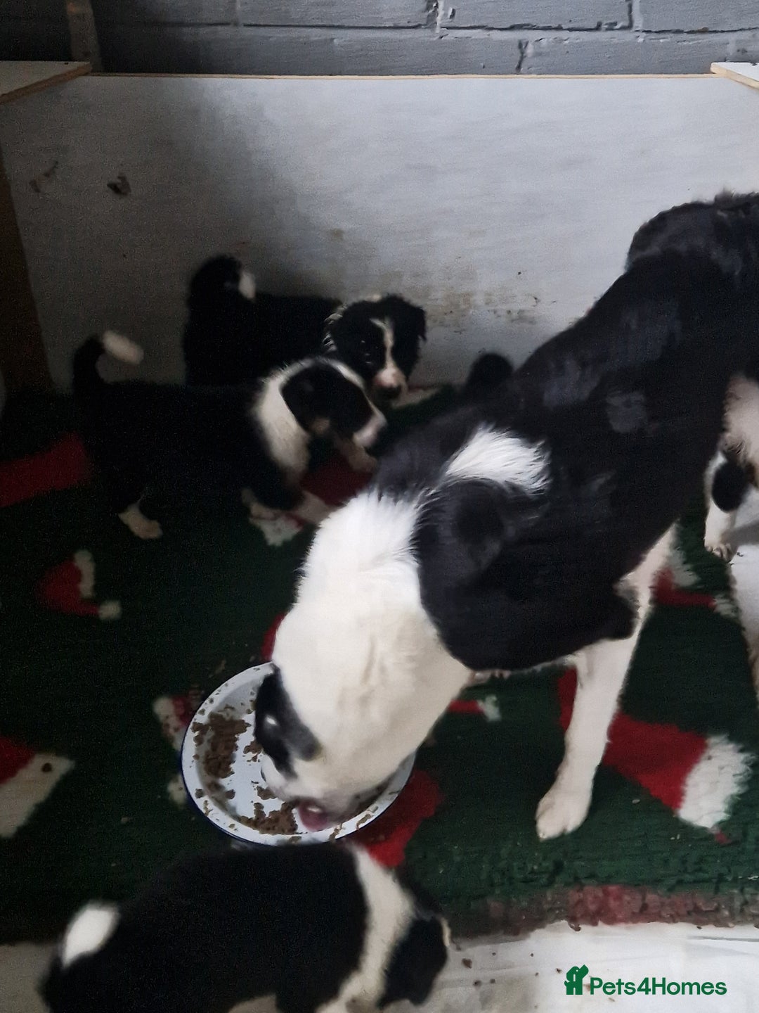 Border Collie dogs for sale: Border collie puppies  - Image 11