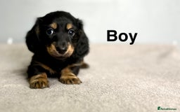 Miniature Dachshund dogs for sale: Longhair mini dachshund  - Advert 9