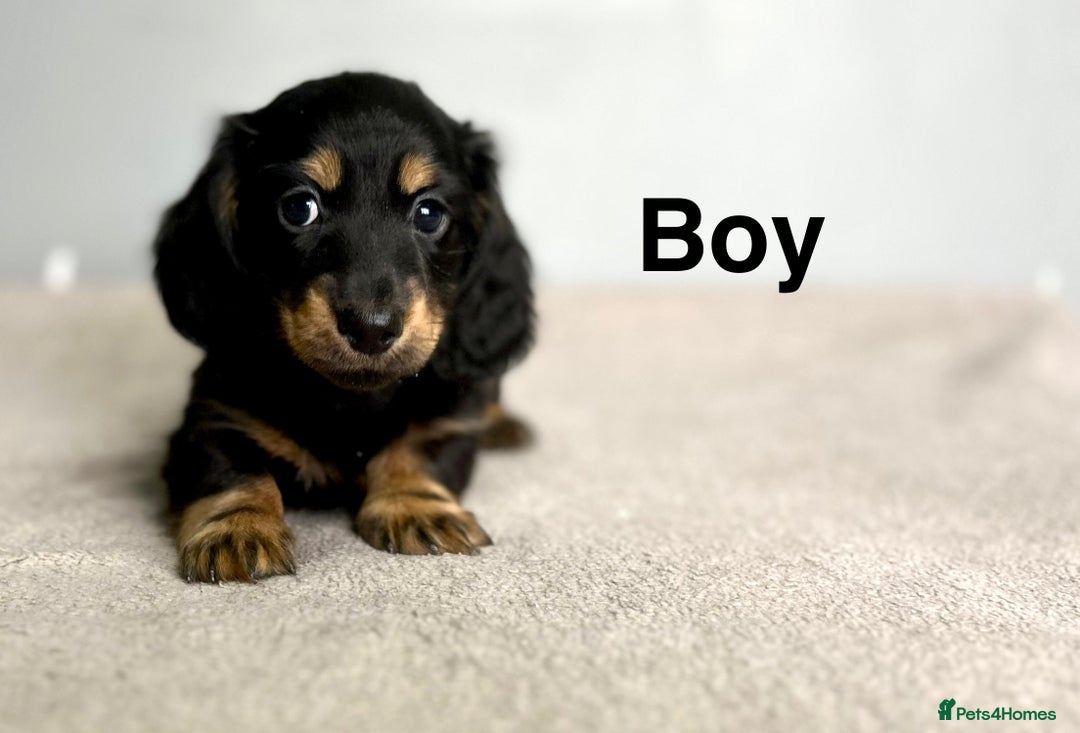 Miniature Dachshund dogs for sale: Longhair mini dachshund  - Advert 9