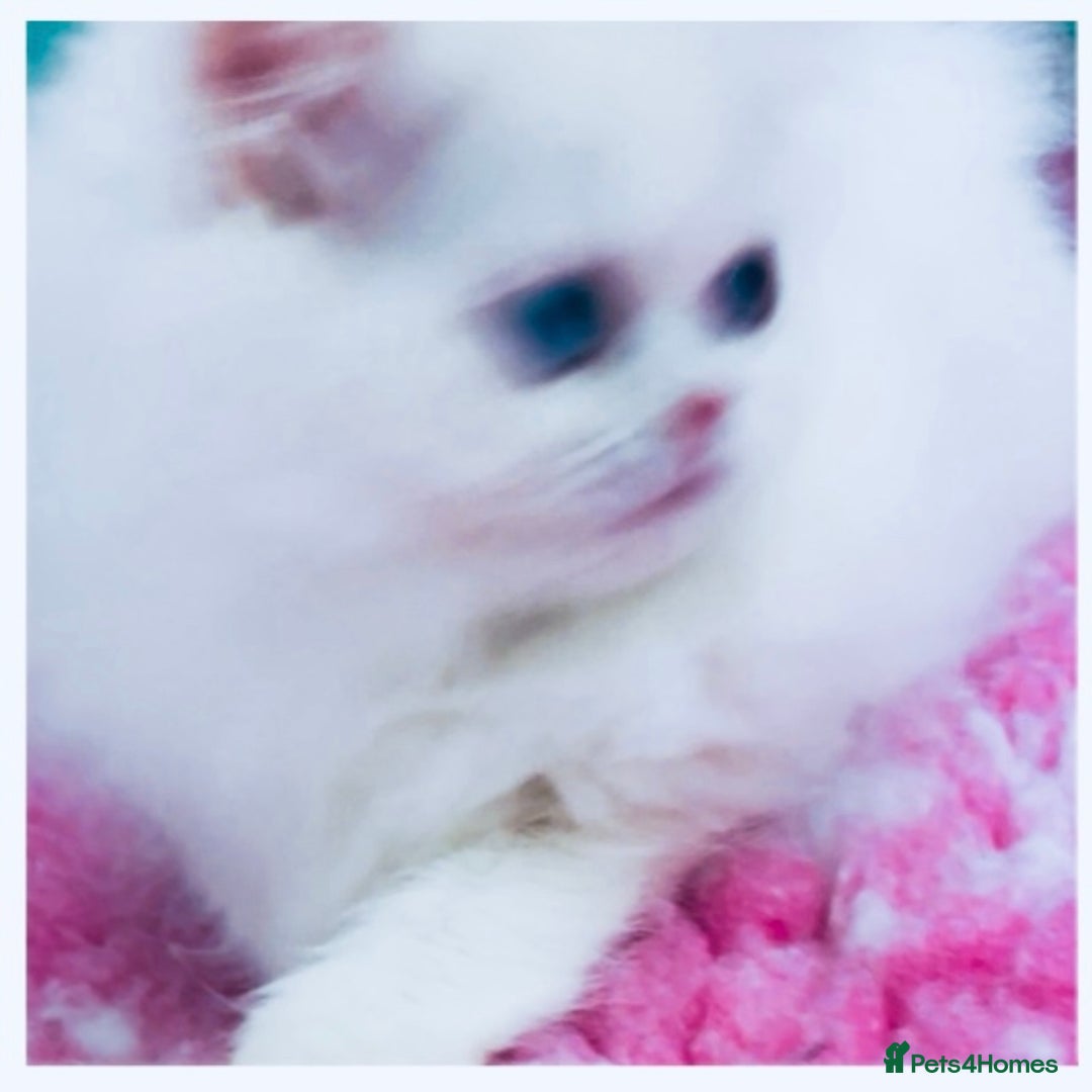 Persian cats for sale: Pure White Persian Girls BLUE EYES & full hearing - Image 16