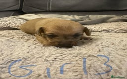 Jack Russell dogs for sale: 8 beautiful Jack Russell puppies 5 boys 3 girls - Image 16