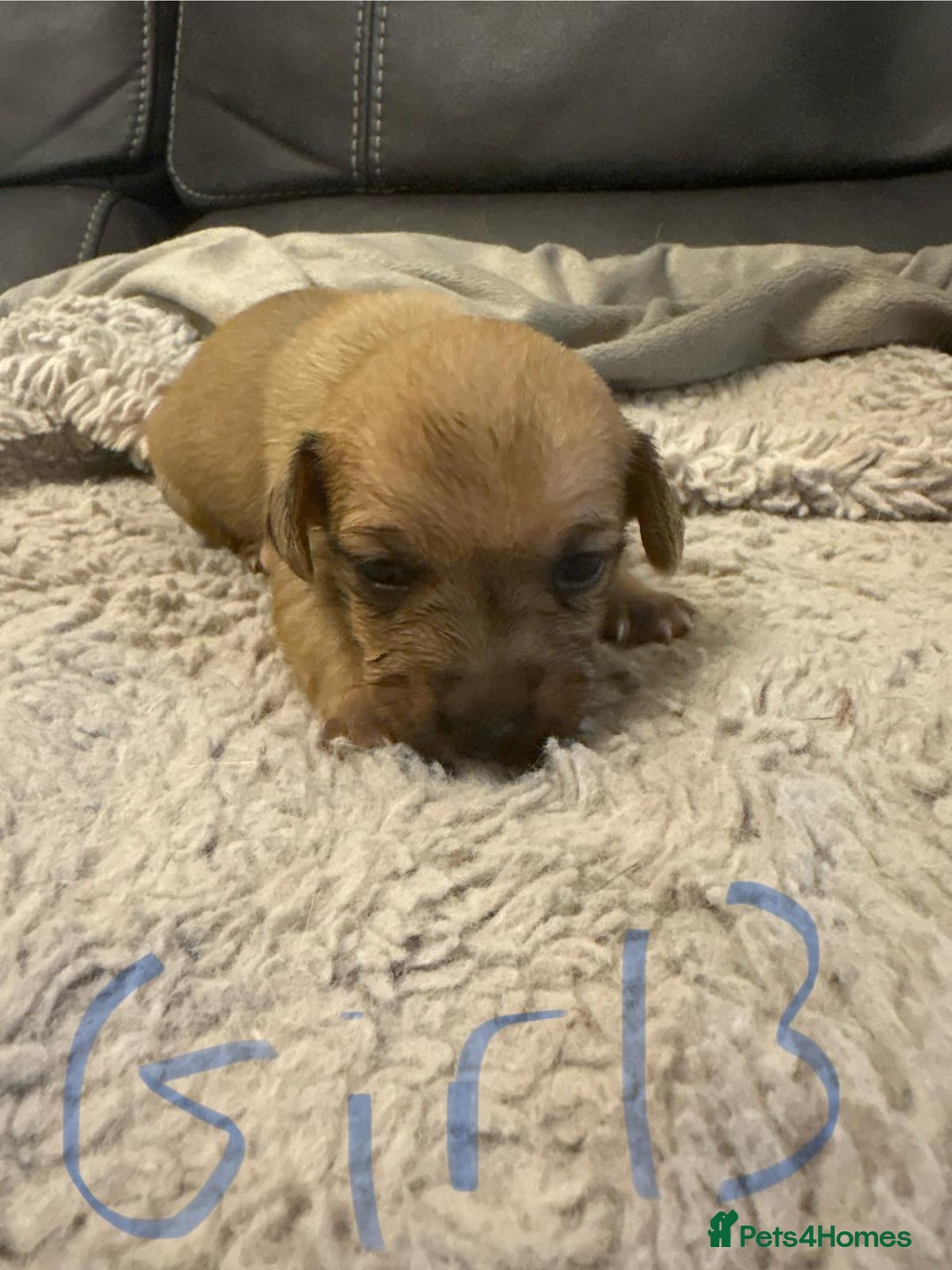Jack Russell dogs for sale: 8 beautiful Jack Russell puppies 5 boys 3 girls - Image 16