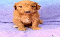 Mini Goldendoodle dogs for sale: Gorgeous Mini Goldendoodles By Therapy Asst Mom - Image 21
