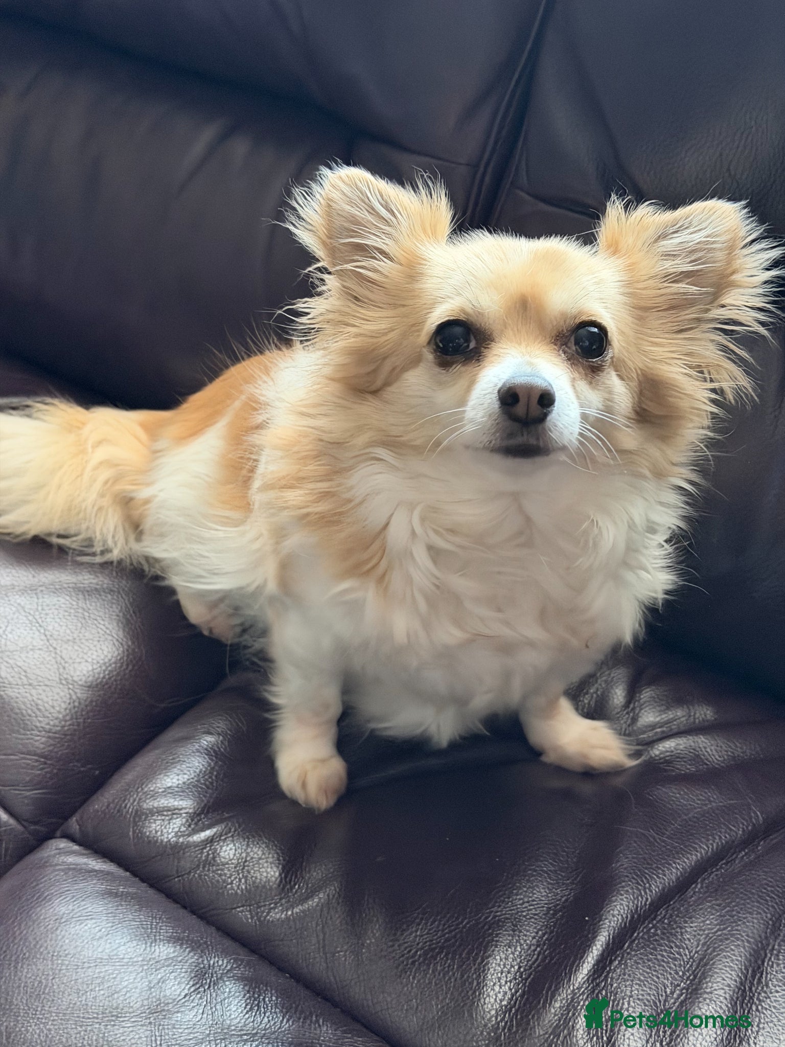 Chihuahua dogs Mimi the family chihuahua needs a loving new home - Advert 10