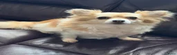 Chihuahua dogs for sale: Mimi the family chihuahua needs a loving new home - Advert 1