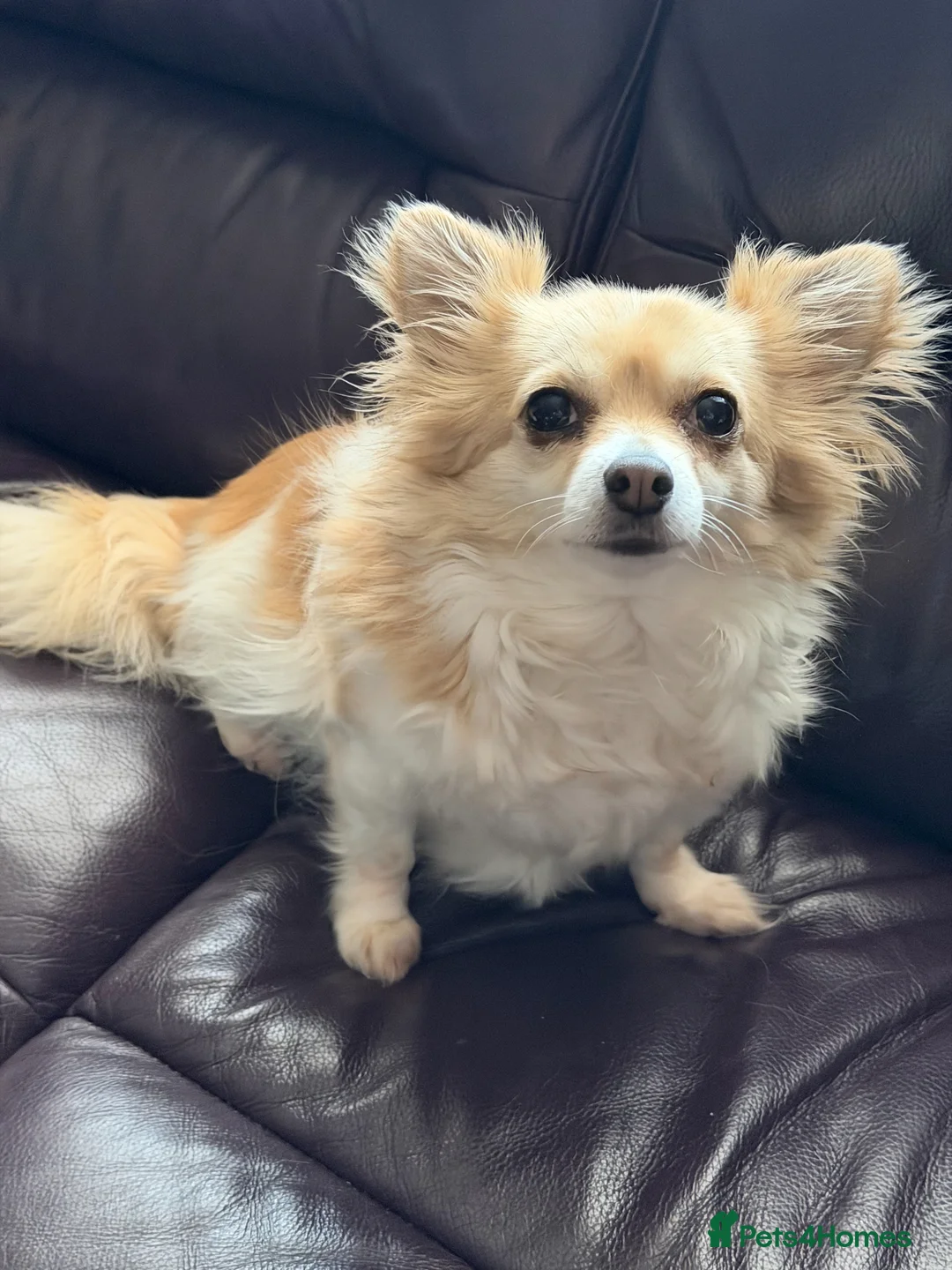 Chihuahua dogs for sale: Mimi the family chihuahua needs a loving new home - Advert 1