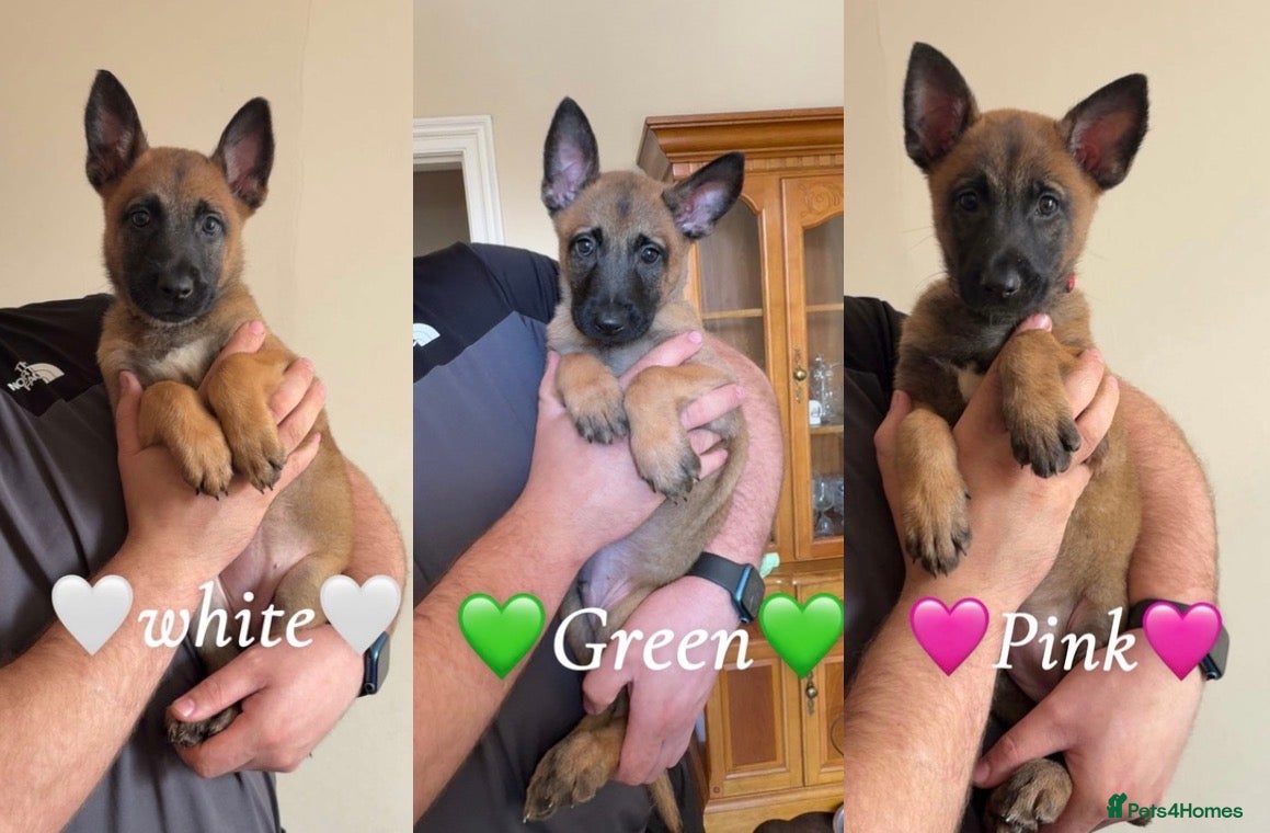 Belgian Shepherd Dog dogs 🐾Ready to leave🐾 Belgian Malinois Puppies  - Advert 1