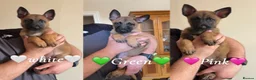Belgian Shepherd Dog dogs for sale: 🐾Ready to leave🐾 Belgian Malinois Puppies  - Advert 1
