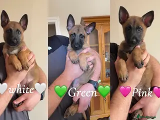 Belgian Shepherd Dog dogs Belgian Malinois Puppies Ready for Loving Homes - Advert 6