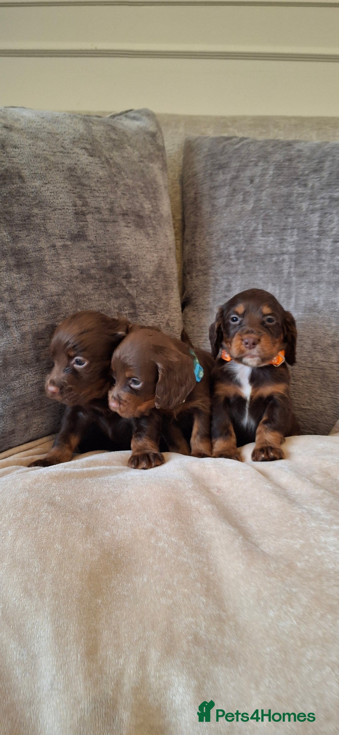 Cocker Spaniel dogs for sale: Kc reg working cocker spaniel puppies  - Advert 8