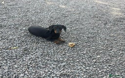 Dachshund dogs for sale: Beautiful Sweeney Dachshunds in Newark - Image 6