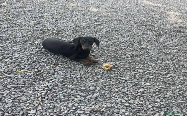 Dachshund dogs in Newark - Advert 13