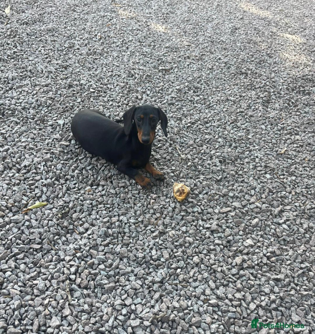Dachshund dogs for sale: Beautiful Sweeney Dachshunds in Newark - Image 6