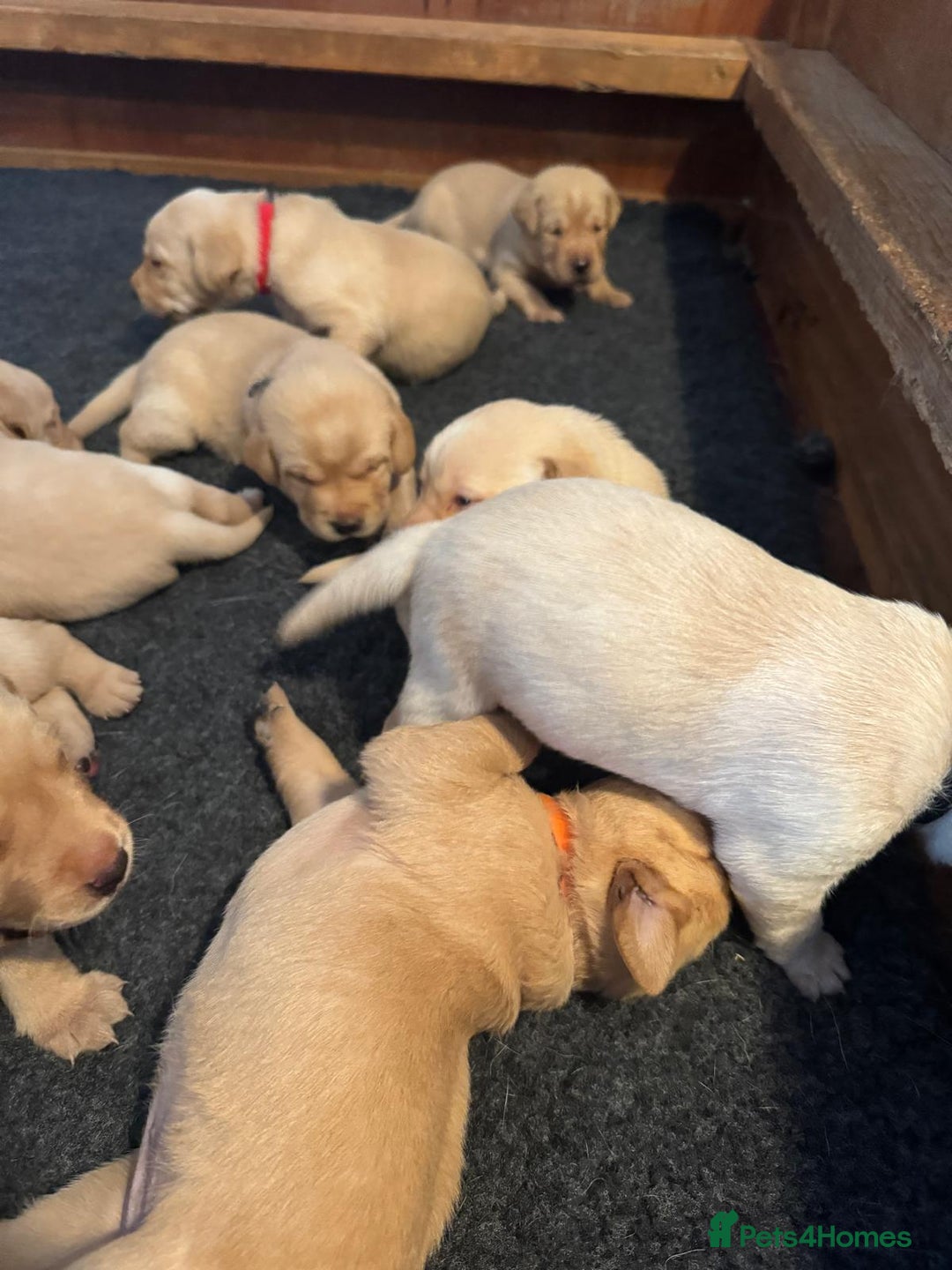 Labrador Retriever dogs for sale: Labrador Retrievers For Sale - Image 2