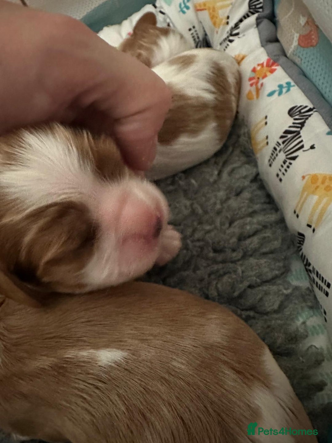 Cavalier King Charles Spaniel dogs for sale: Fully Health Tested Male CKCS Puppies - Image 32