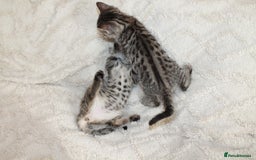 Bengal cats for sale: Adorable, affectionate, so cute kittens for sale!! - Image 7