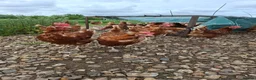 Chickens poultry for sale: Laying hyline hens for sale from the 15th June   - Advert 4