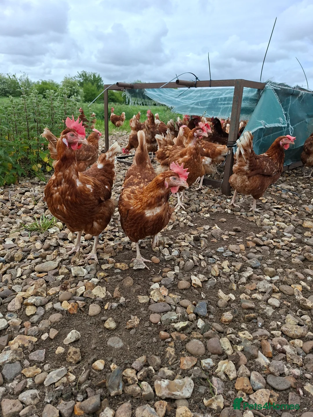 Chickens poultry for sale: Laying hyline hens for sale from the 15th June   - Advert 4