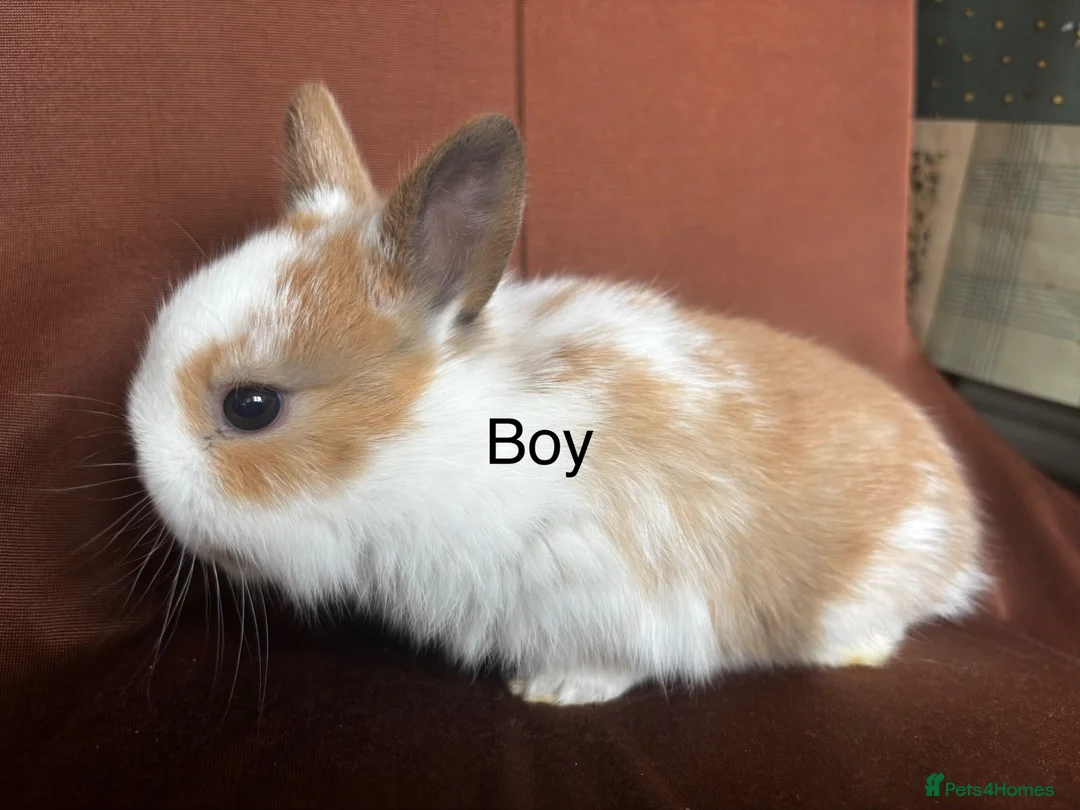 Netherland Dwarf rabbits for sale: Baby Bunnies for rehoming - Advert 2