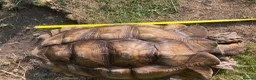 Tortoise reptiles for sale: 10 year old male sulcata tortoise  - Advert 5
