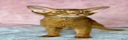 Abyssinian cats for sale: Gorgeous Abyssinian Kittens Only Sorrel girl left  - Advert 15