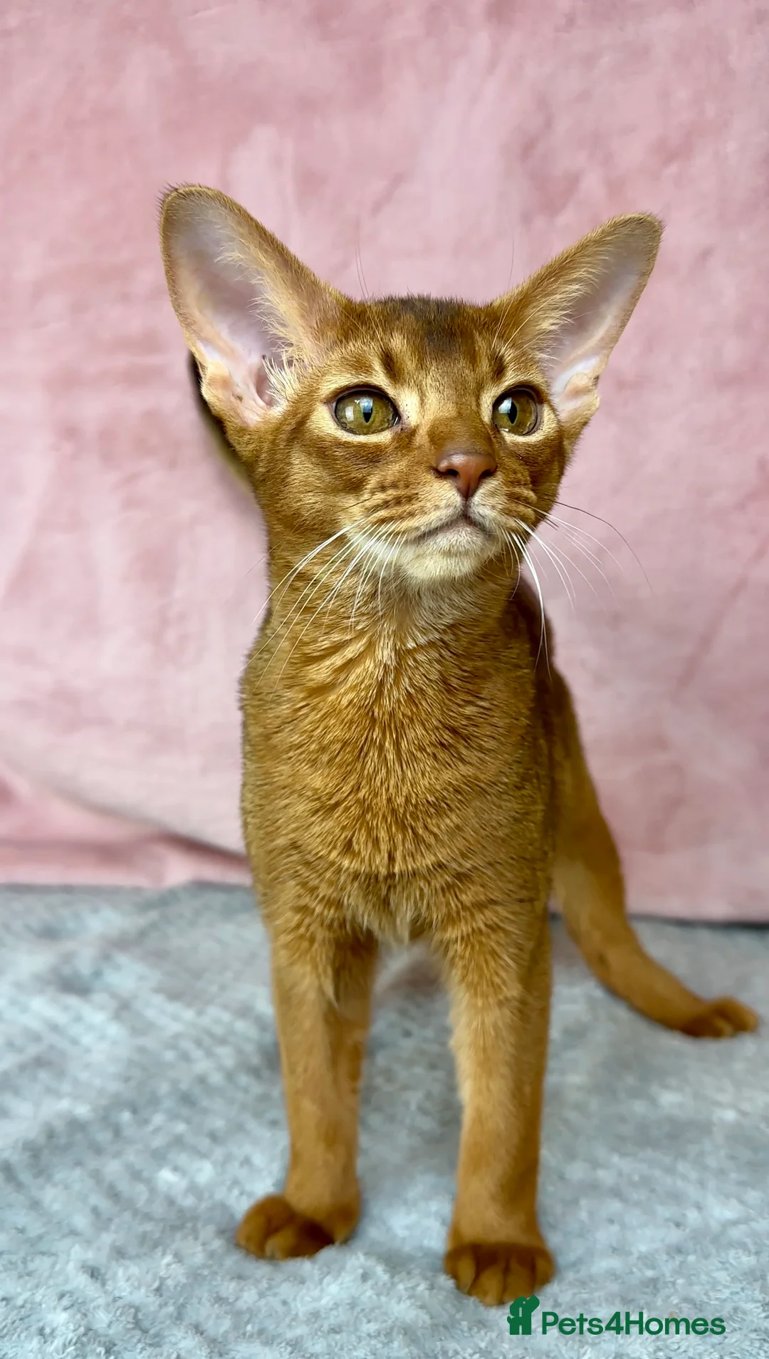 Abyssinian cats for sale: Gorgeous Abyssinian   Sorrel girl Brisa    - Advert 14