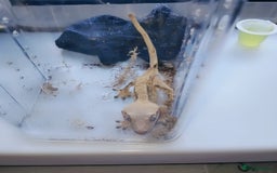 Gecko reptiles for sale: Crested  - Image 4