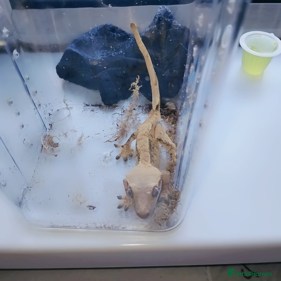 Gecko reptiles for sale: Crested  - Image 4