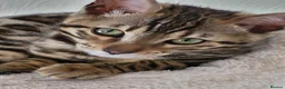 Bengal cats for sale: Beautiful female bengal - Advert 7
